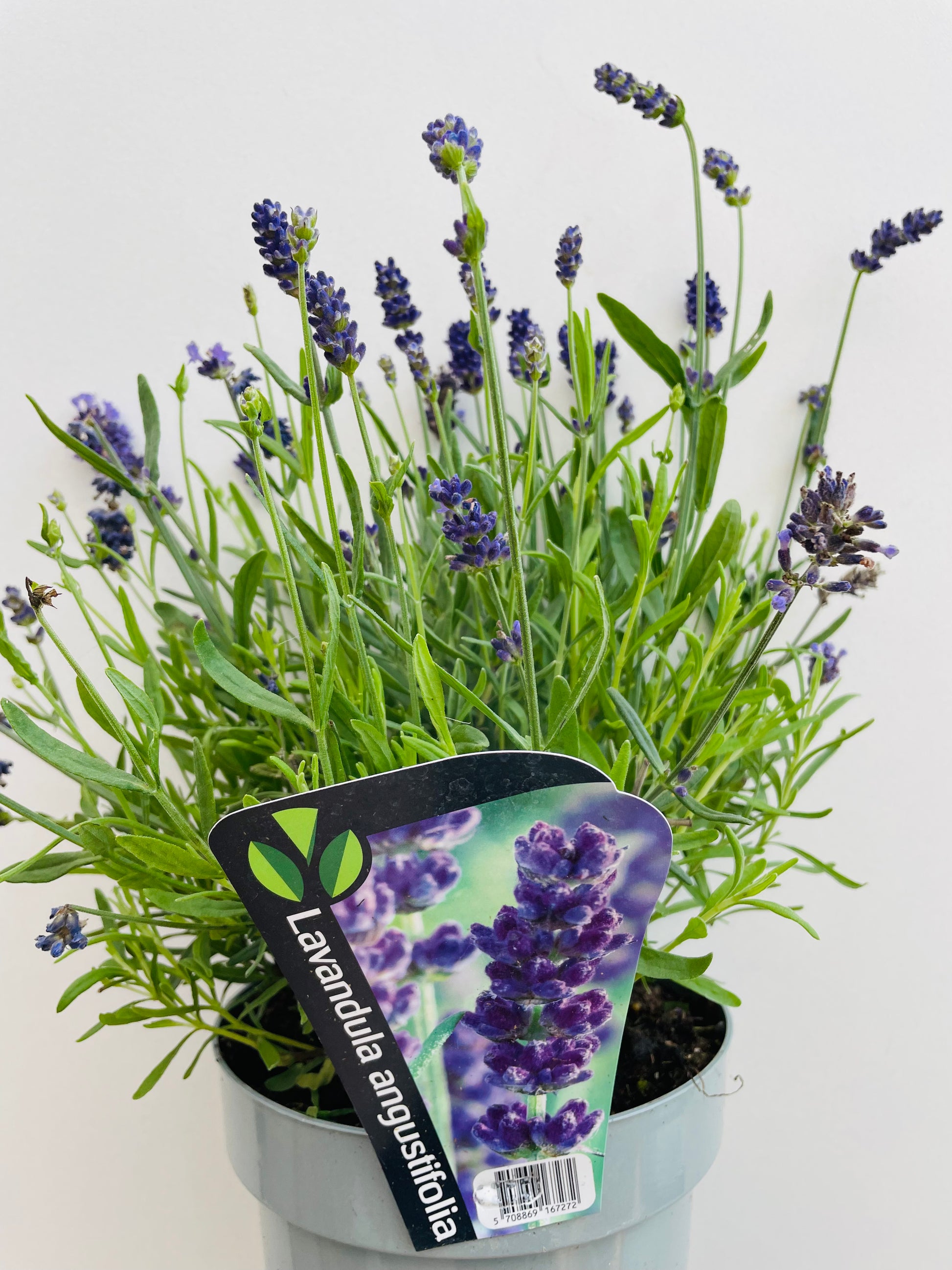 Bilde av Lavandula a. ‘Blue River’-Spanne Plantesalg