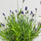 Bilde av Lavandula a. ‘Blue River’-Spanne Plantesalg