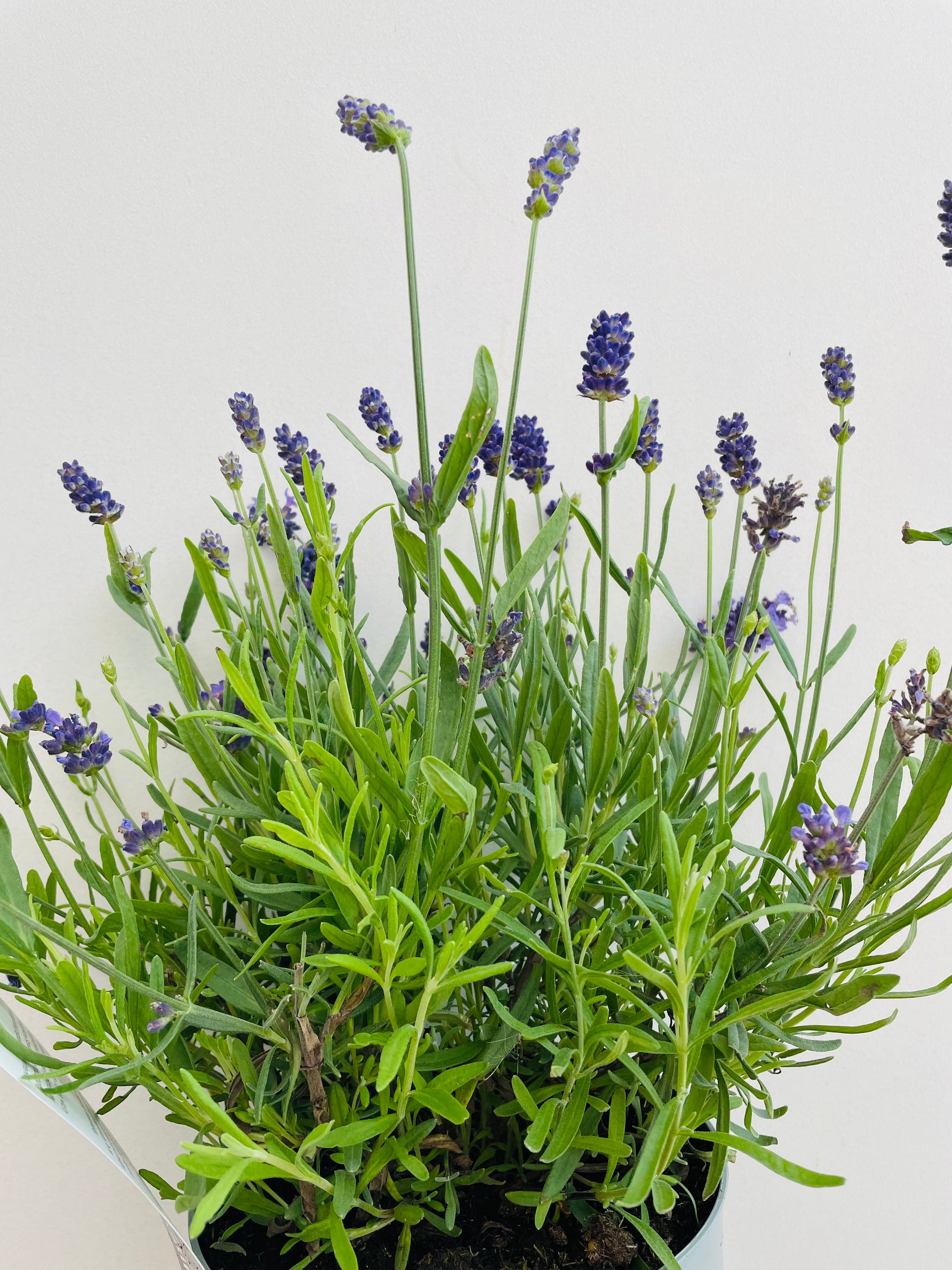Bilde av Lavandula a. ‘Blue River’-Spanne Plantesalg