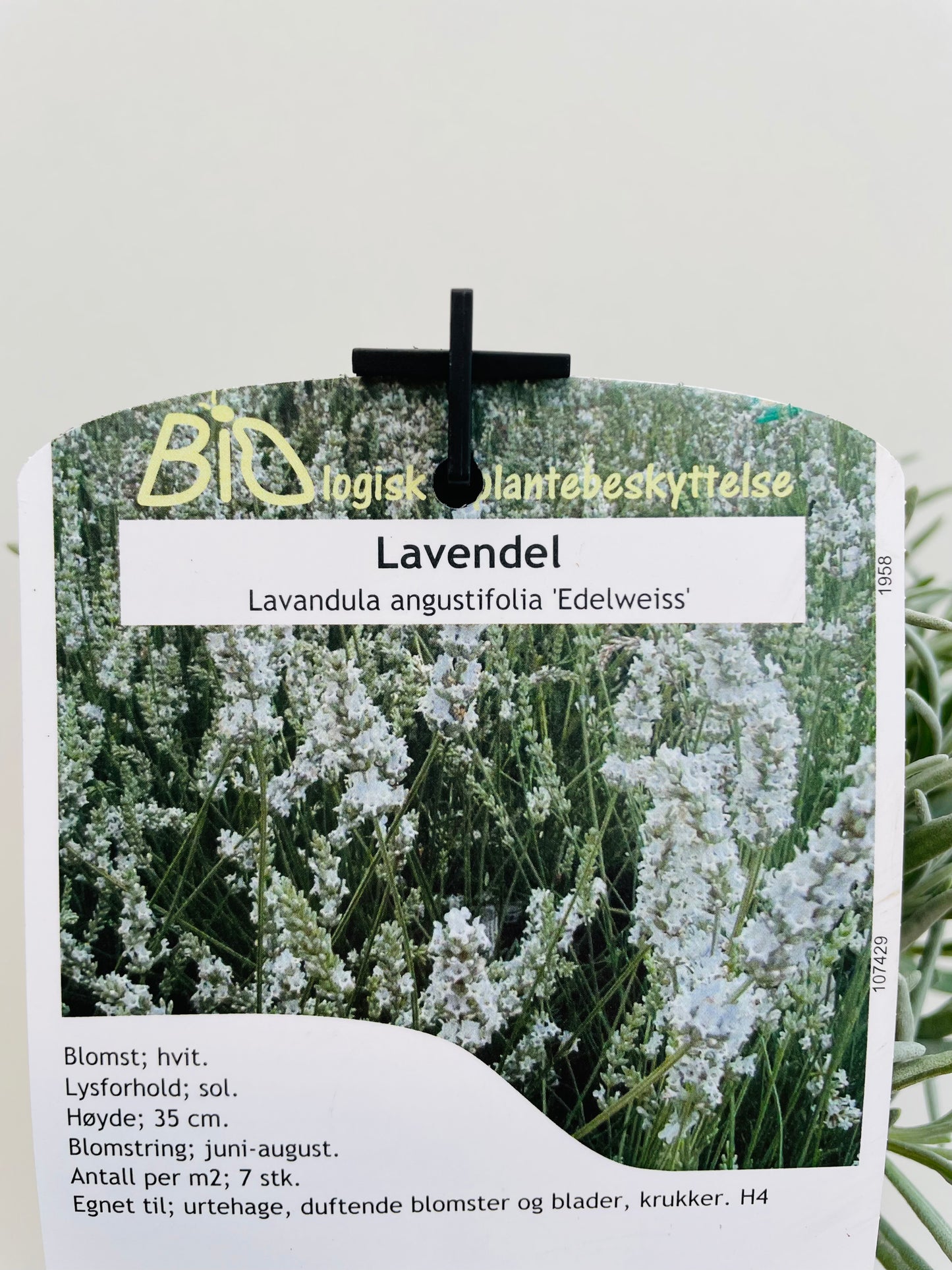 Bilde av Lavandula a. 'Edelweiss'-Spanne Plantesalg