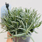 Bilde av Lavandula a. 'Edelweiss'-Spanne Plantesalg