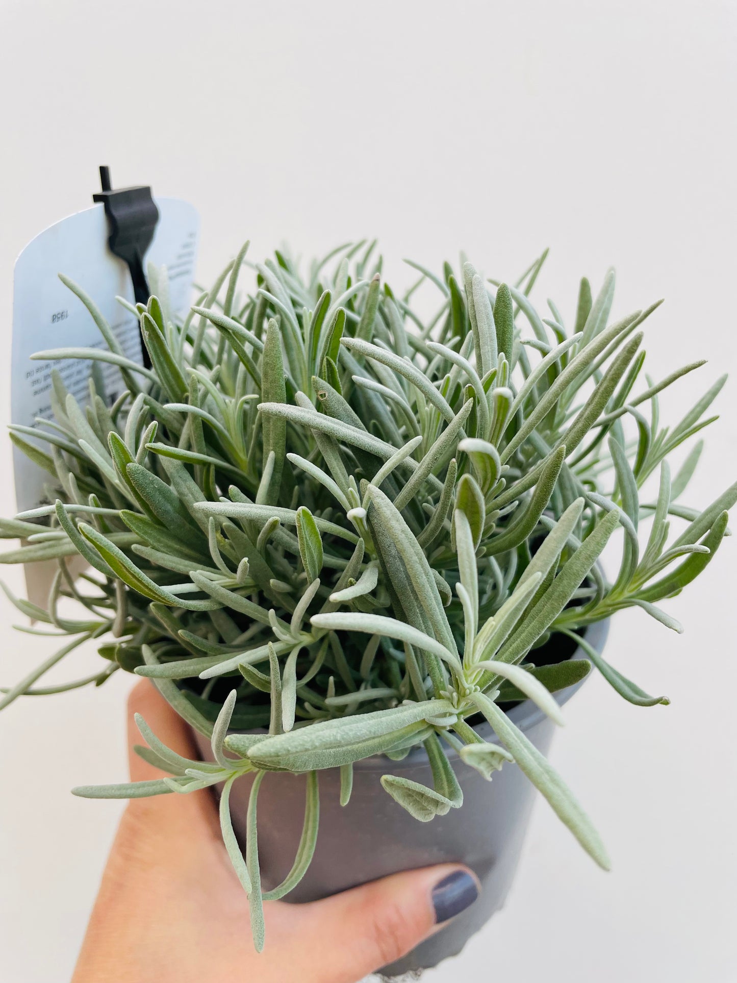 Bilde av Lavandula a. 'Edelweiss'-Spanne Plantesalg