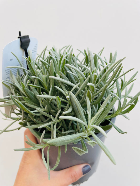 Bilde av Lavandula a. 'Edelweiss'-Spanne Plantesalg
