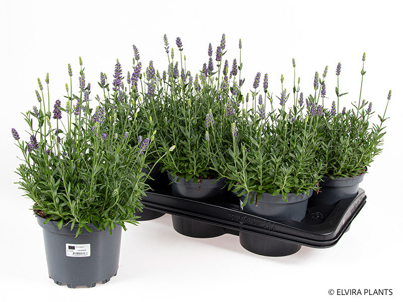 Bilde av LAVANDULA A. 'HIDCOTE BLUE'-Spanne Plantesalg