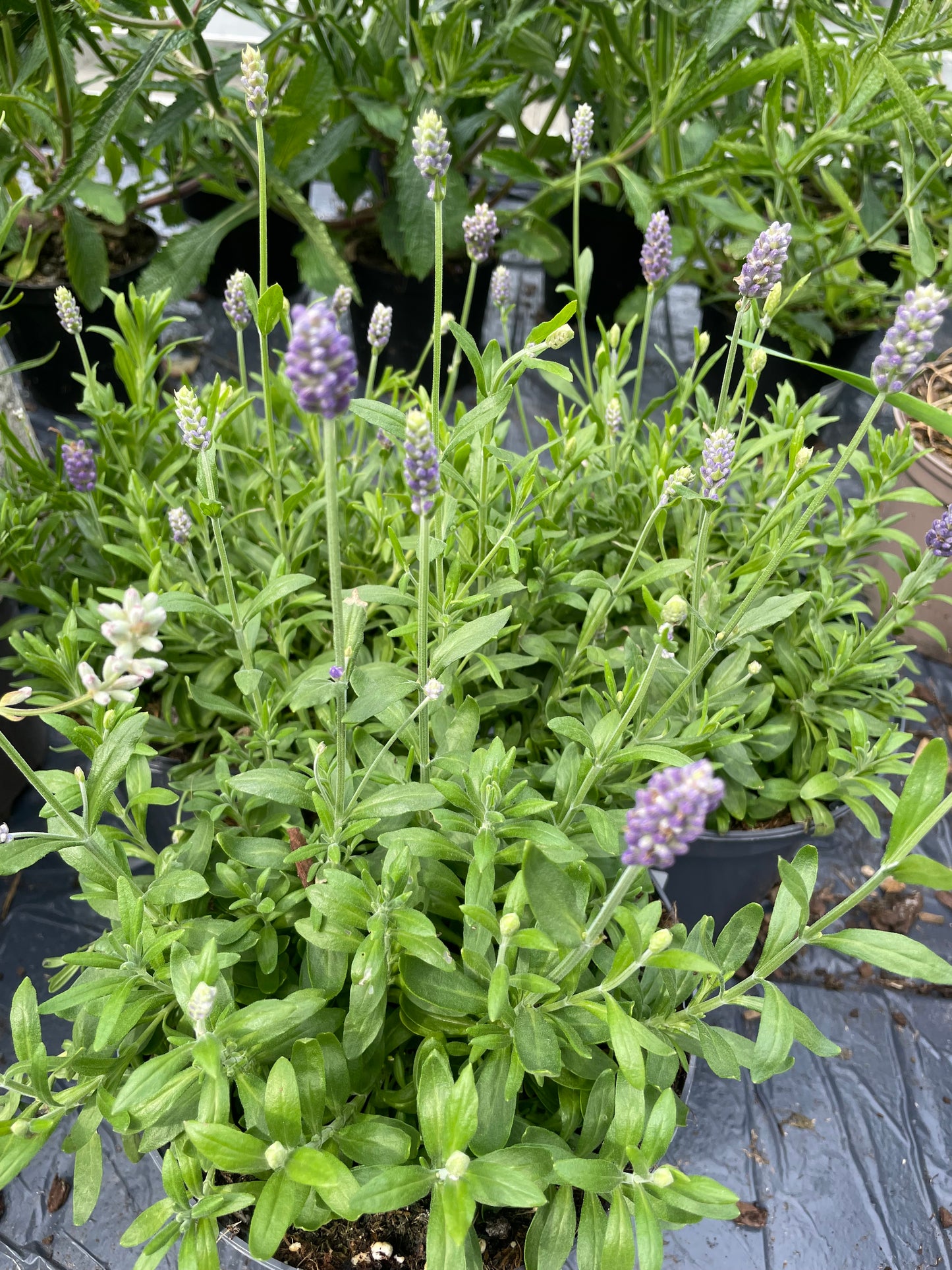 Bilde av LAVANDULA A. 'HIDCOTE BLUE'-Spanne Plantesalg