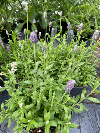 Bilde av LAVANDULA A. 'HIDCOTE BLUE'-Spanne Plantesalg