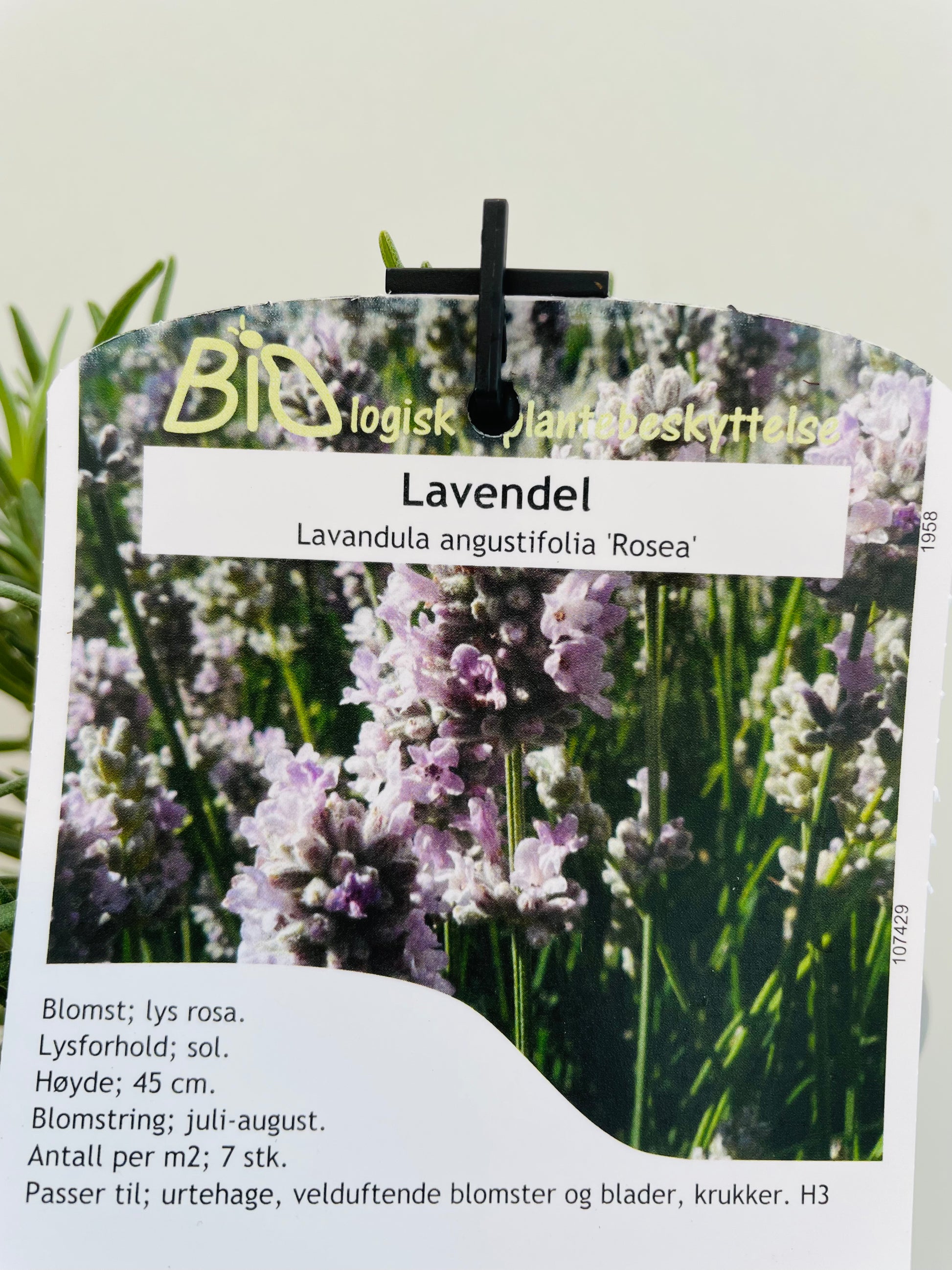 Bilde av Lavandula a. ‘Rosea'-Spanne Plantesalg