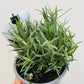 Bilde av Lavandula a. ‘Rosea'-Spanne Plantesalg