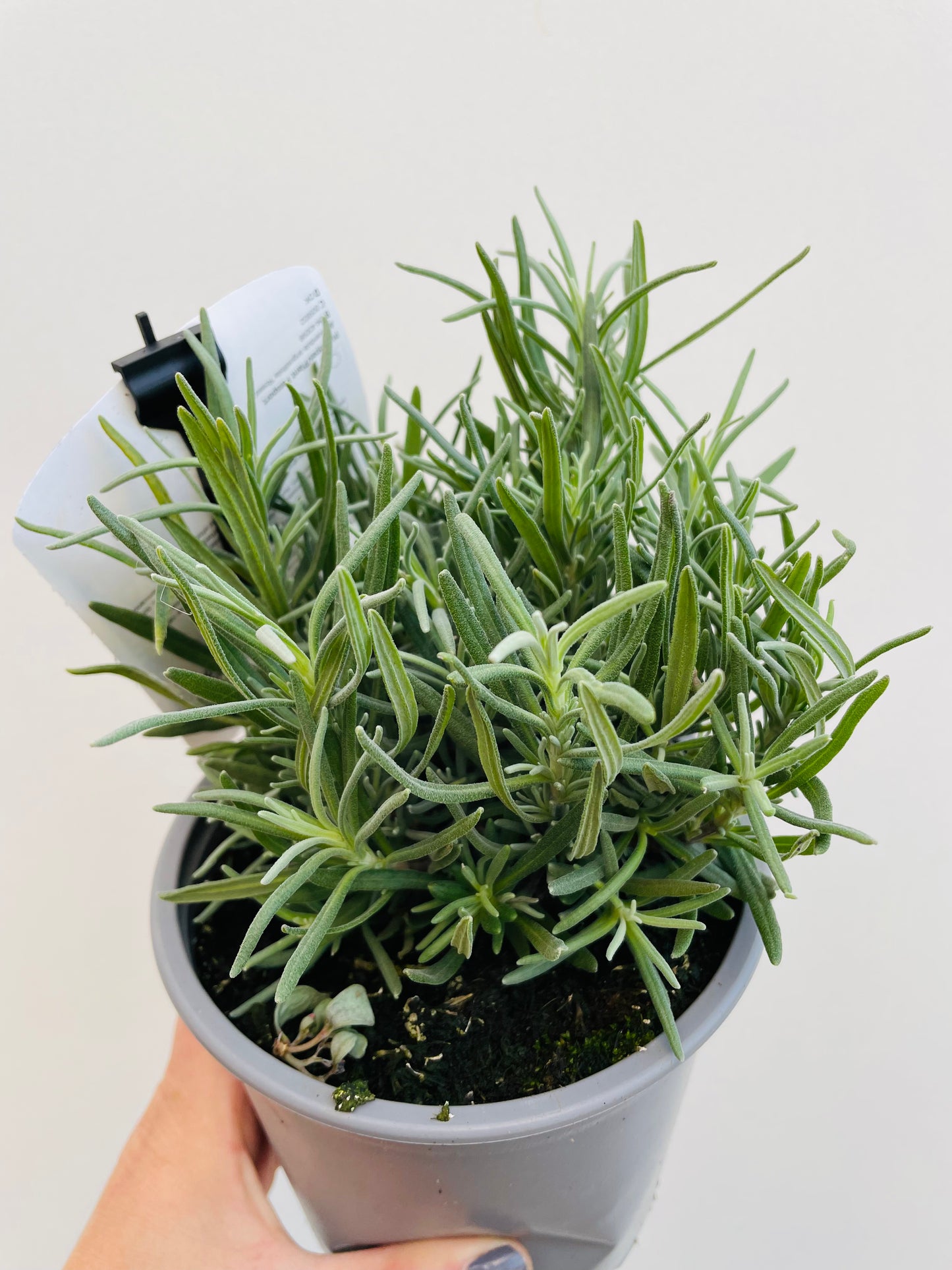 Bilde av Lavandula a. ‘Rosea'-Spanne Plantesalg