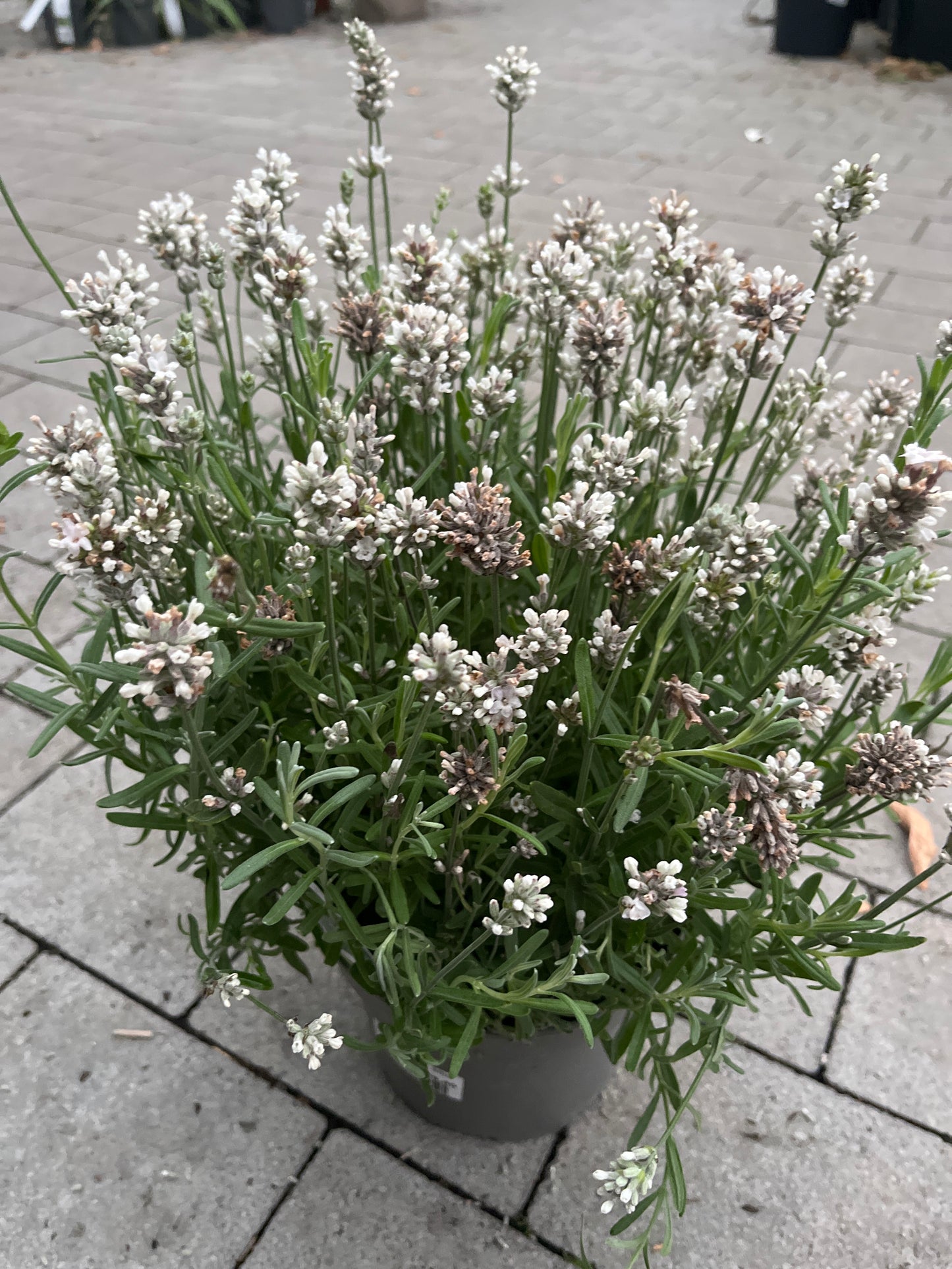 Bilde av Lavandula ang. Alba-Spanne Plantesalg