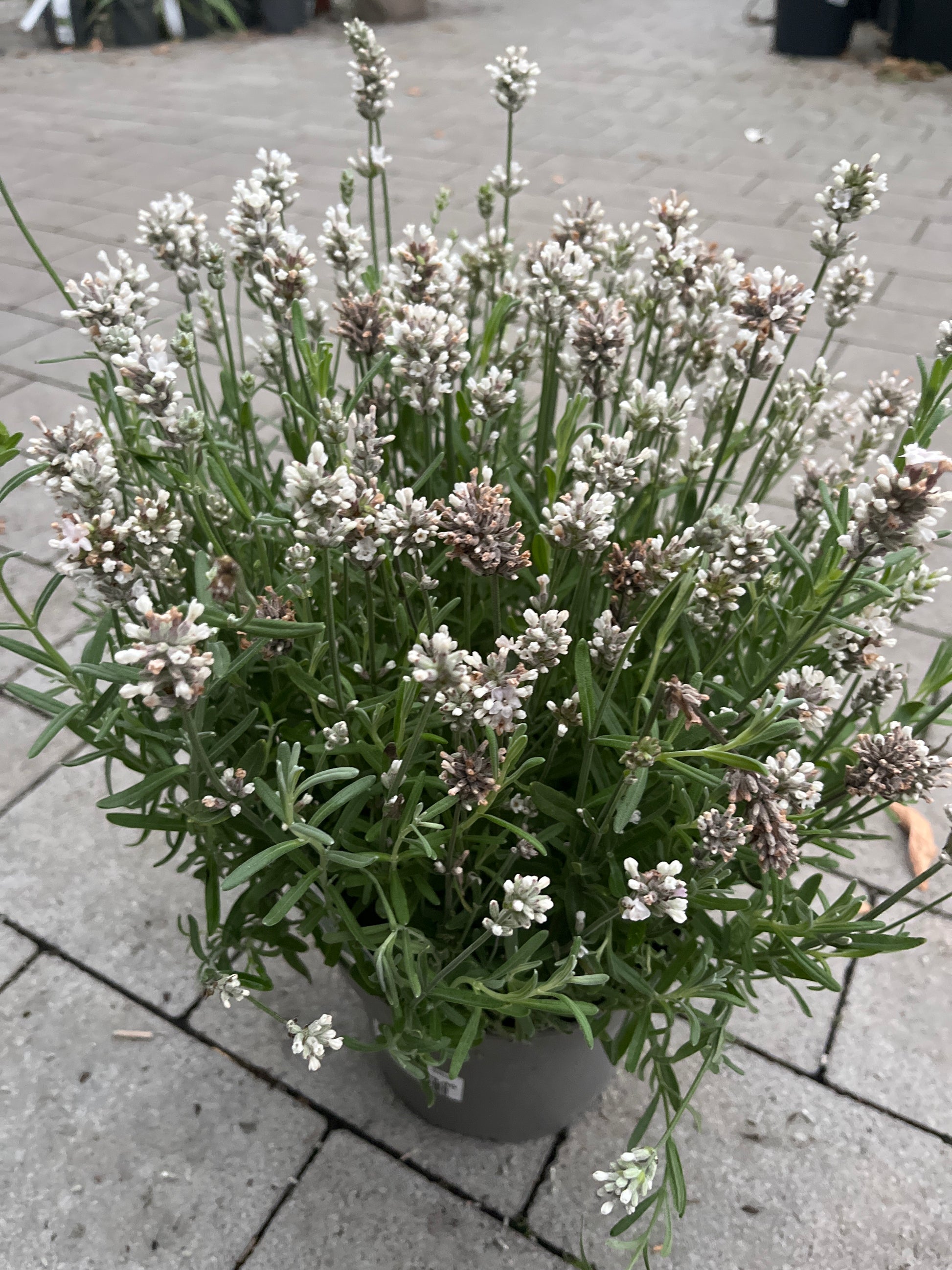 Bilde av Lavandula ang. Alba-Spanne Plantesalg
