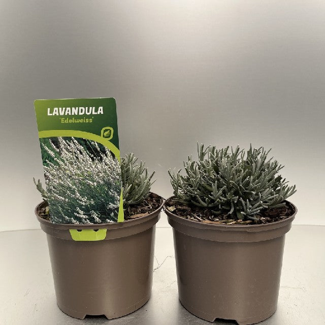 Bilde av LAVANDULA ANG. EDELWEISS-Spanne Plantesalg