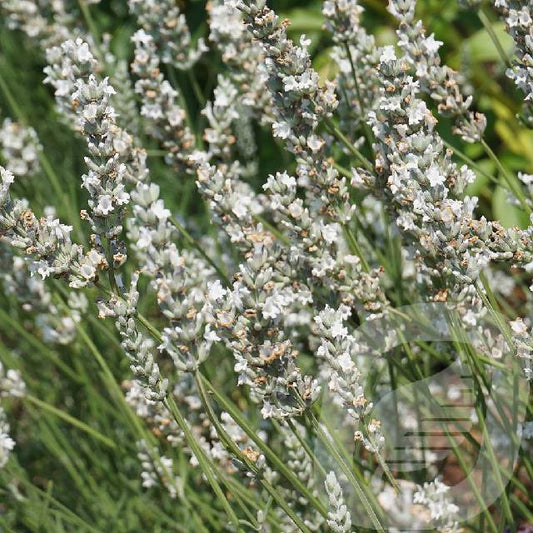 Bilde av LAVANDULA EDELWEISS-Spanne Plantesalg