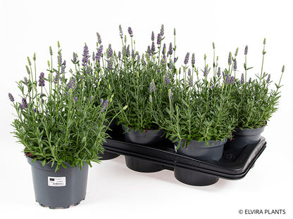 Bilde av LAVANDULA A. 'HIDCOTE BLUE'-Spanne Plantesalg