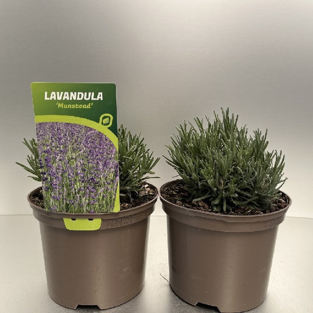 Bilde av LAVANDULA ANG. MUNSTEAD-Spanne Plantesalg