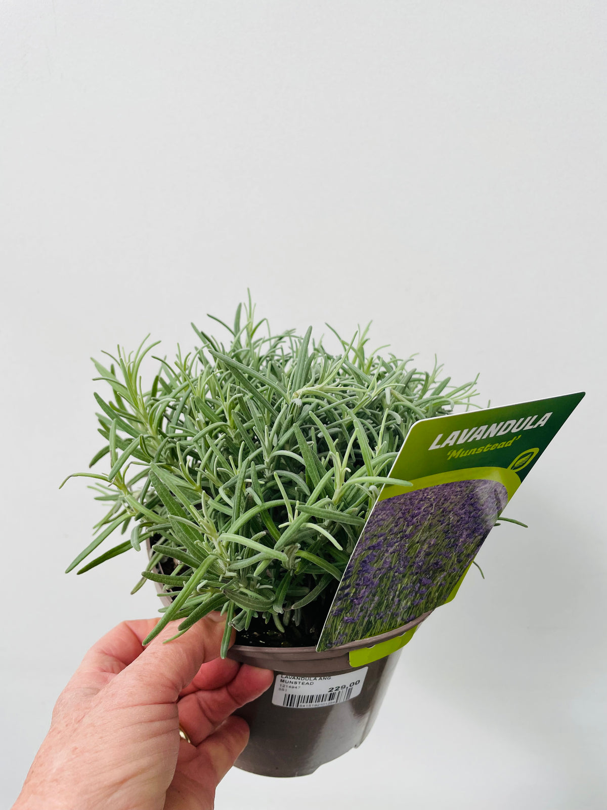 Bilde av LAVANDULA ANG. MUNSTEAD-Spanne Plantesalg