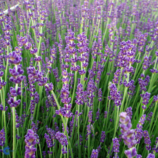 Bilde av Lavandula Munstead-Spanne Plantesalg