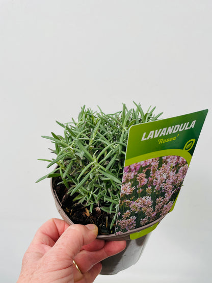 Bilde av LAVANDULA ANG. ROSEA-Spanne Plantesalg