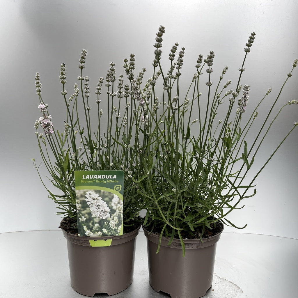 Bilde av Lavandula ang. Vienco Early White-Spanne Plantesalg