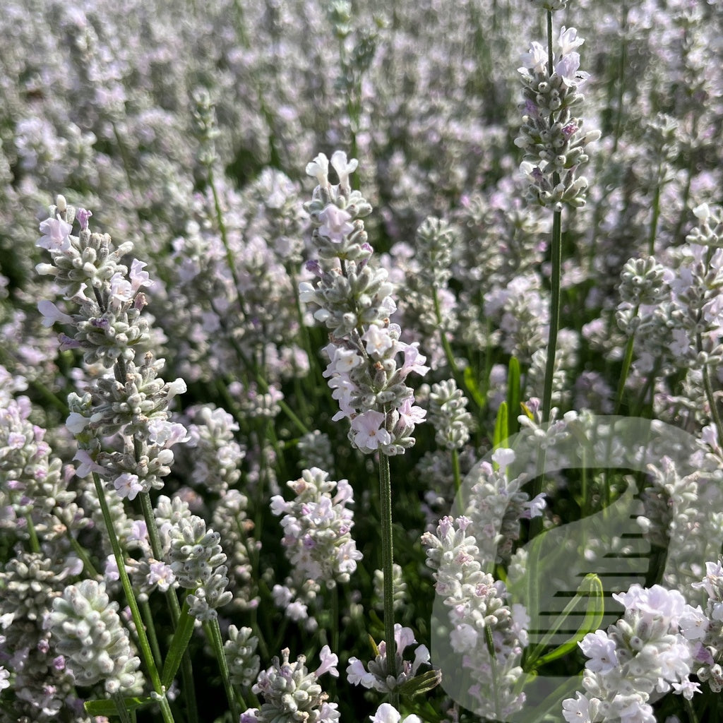 Bilde av Lavandula ang. Vienco Early White-Spanne Plantesalg