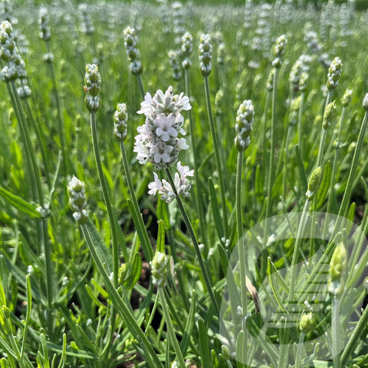 Bilde av Lavandula ang. Vienco Early White-Spanne Plantesalg