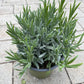 Bilde av Lavandula angustifolia 14 cm-Spanne Plantesalg