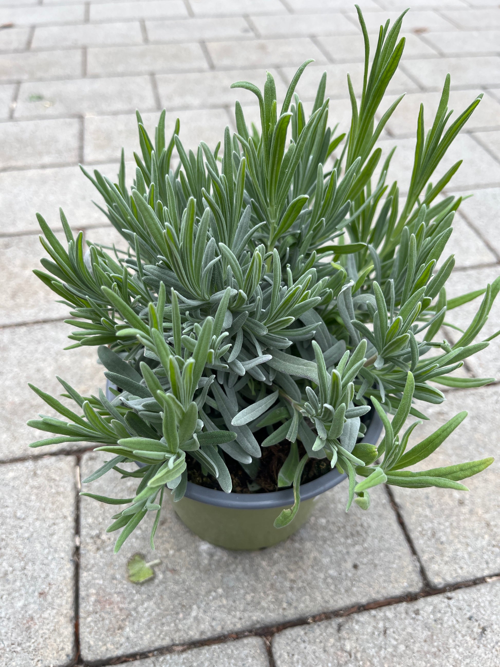 Bilde av Lavandula angustifolia 14 cm-Spanne Plantesalg
