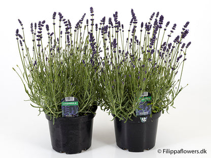 Bilde av LAVANDULA ANGUSTIFOLIA-Spanne Plantesalg