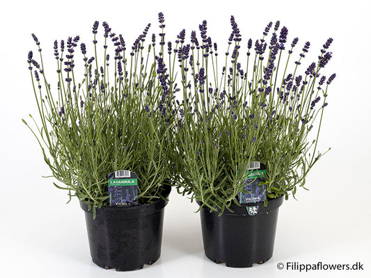 Bilde av LAVANDULA ANGUSTIFOLIA-Spanne Plantesalg