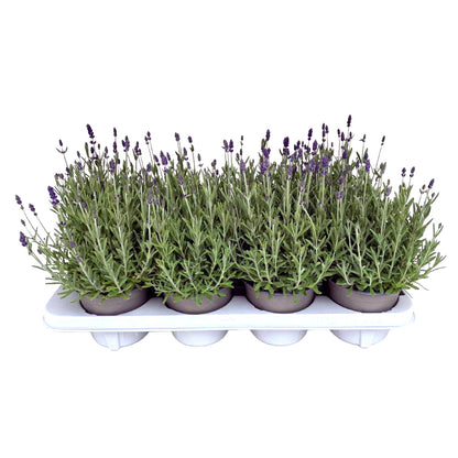Bilde av Lavandula angustifolia-Spanne Plantesalg