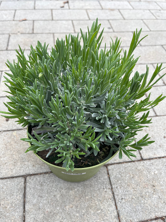 Bilde av LAVANDULA ANGUSTIFOLIA BUSK-Spanne Plantesalg