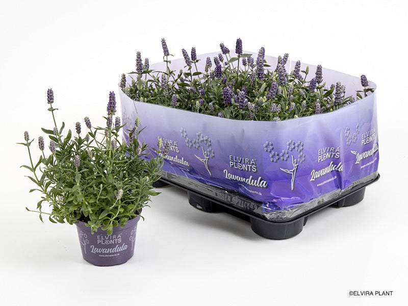 Bilde av LAVANDULA A.'HIDCOTE BLUE'-Spanne Plantesalg