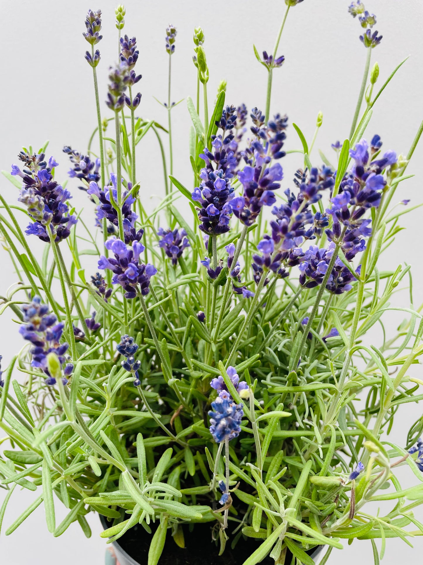 Bilde av Lavandula angustifolia-Spanne Plantesalg