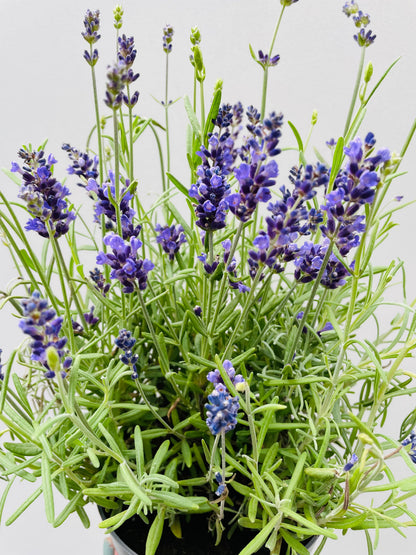 Bilde av Lavandula angustifolia-Spanne Plantesalg