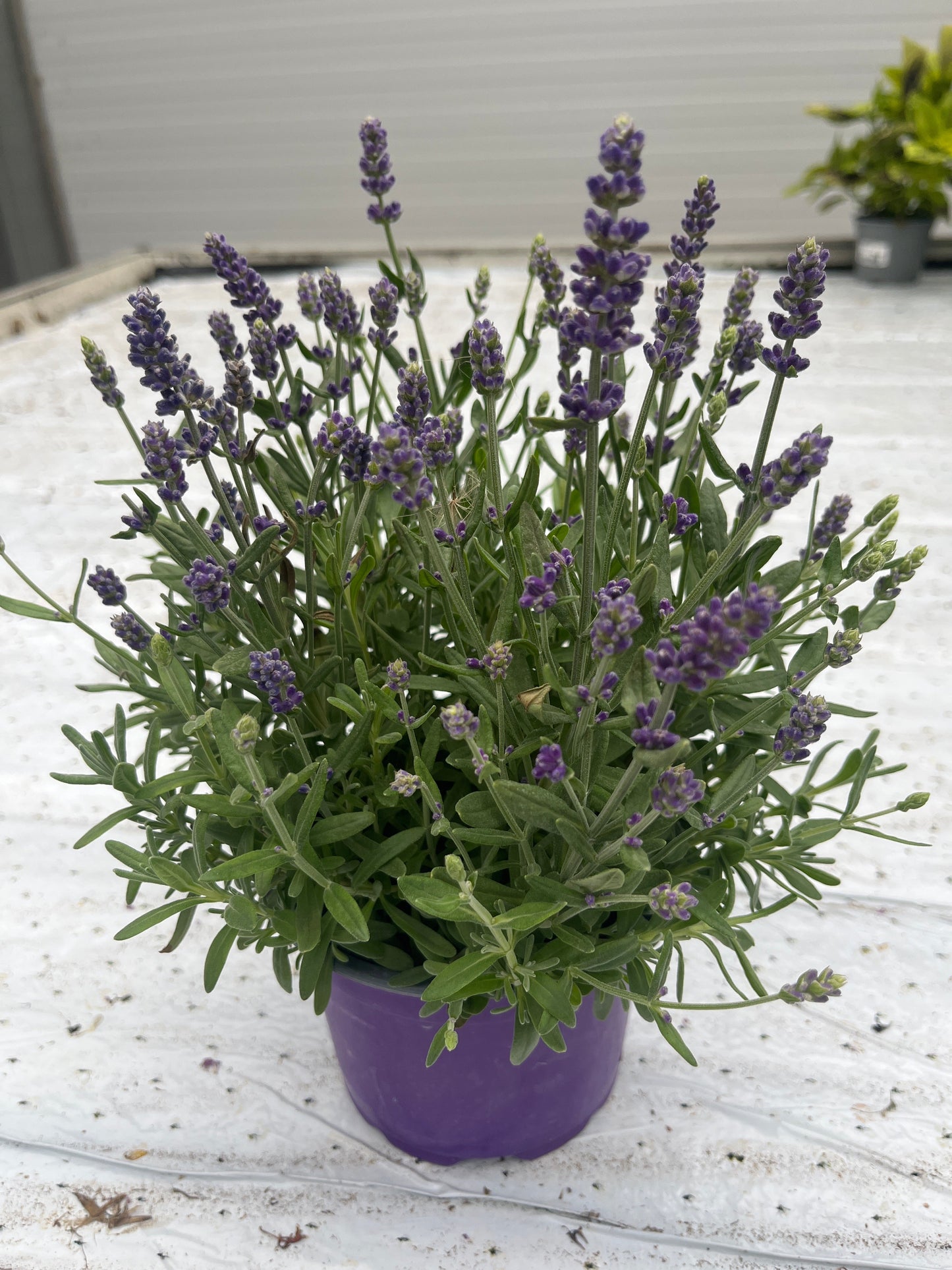 Bilde av Lavandula angustifolia-Spanne Plantesalg