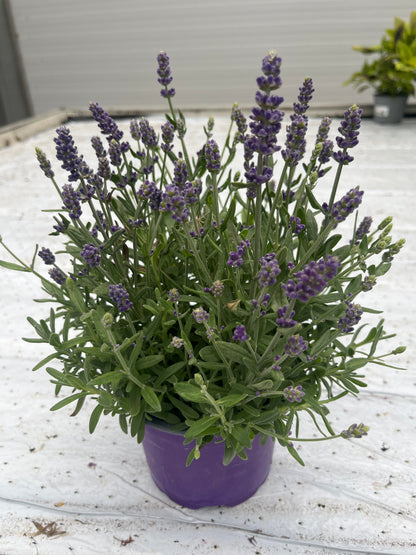 Bilde av Lavandula angustifolia-Spanne Plantesalg