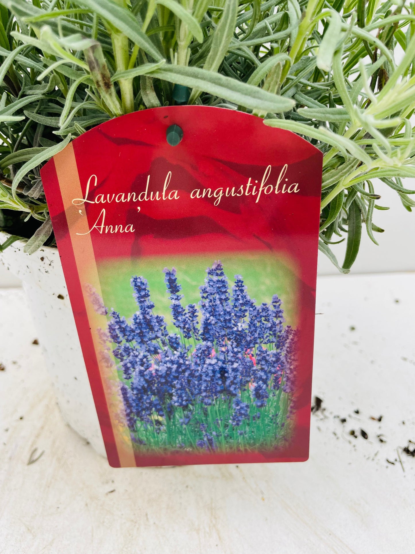 Bilde av LAVANDULA ANNA-Spanne Plantesalg