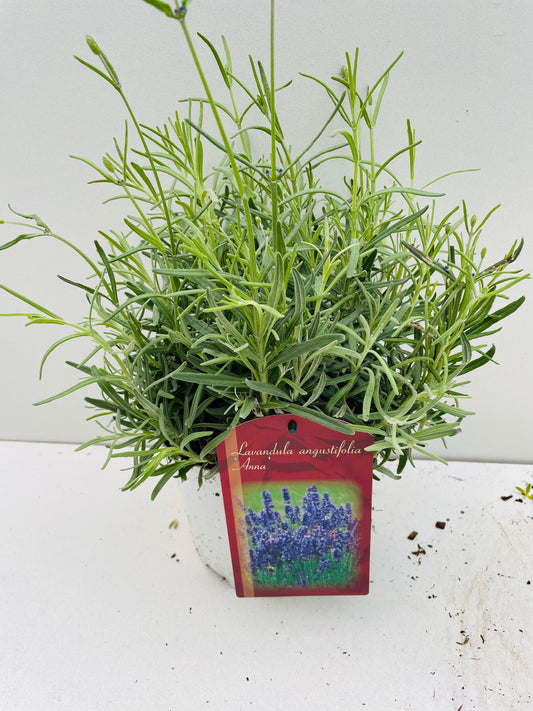 Bilde av LAVANDULA ANNA-Spanne Plantesalg