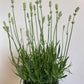 Bilde av LAVANDULA 'AROMANCE WHITE'-Spanne Plantesalg