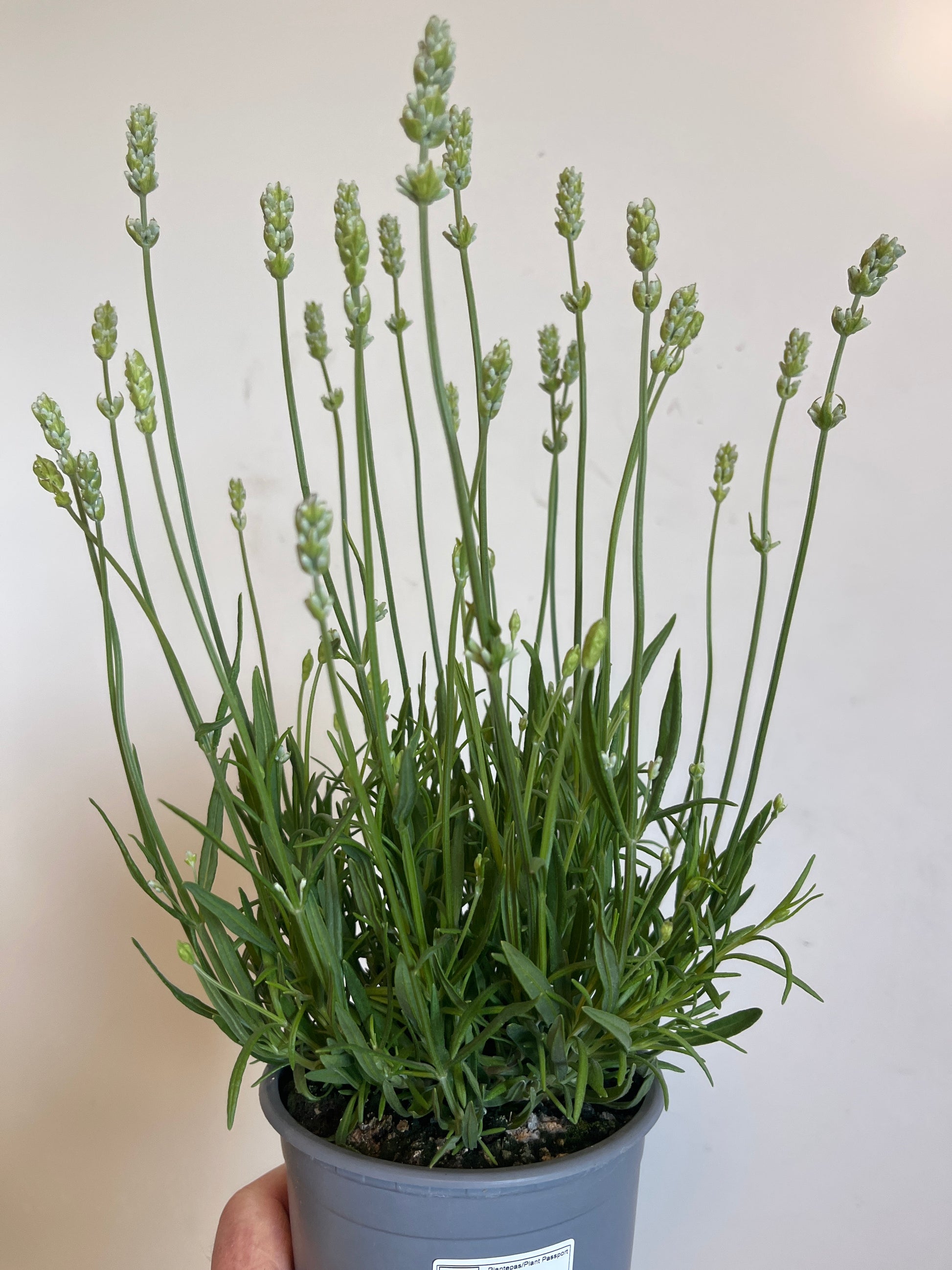 Bilde av LAVANDULA 'AROMANCE WHITE'-Spanne Plantesalg