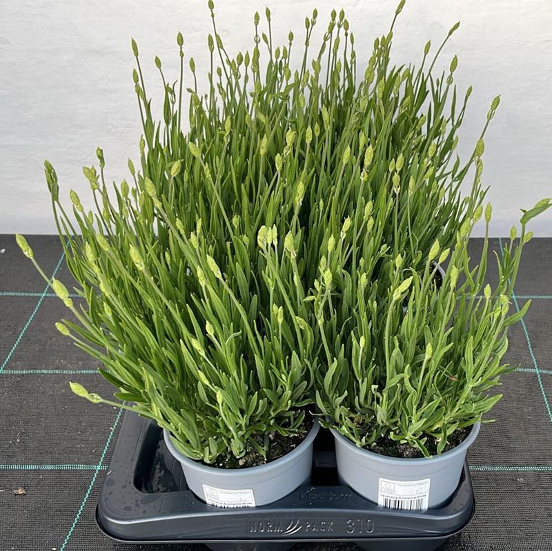 Bilde av LAVANDULA 'AROMANCE WHITE'-Spanne Plantesalg
