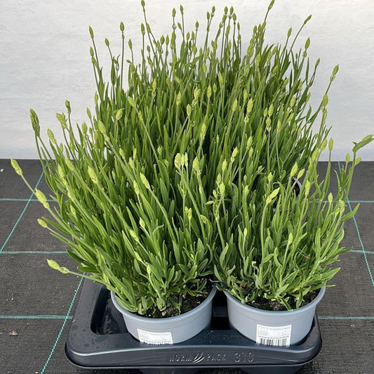Bilde av LAVANDULA 'AROMANCE WHITE'-Spanne Plantesalg
