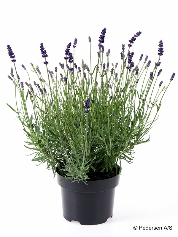 Bilde av LAVANDULA 'BLUE RIVER'-Spanne Plantesalg