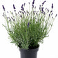 Bilde av LAVANDULA 'BLUE RIVER'-Spanne Plantesalg