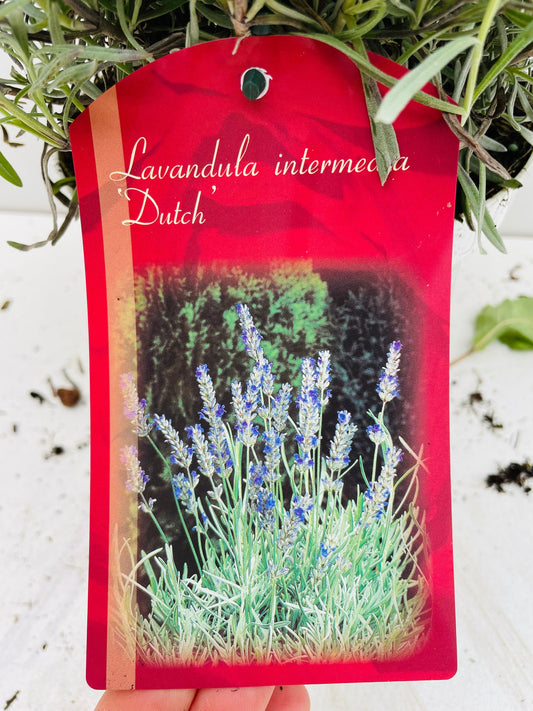 Bilde av LAVANDULA DUTCH-Spanne Plantesalg