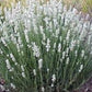Bilde av Lavandula Edelweiss-Spanne Plantesalg