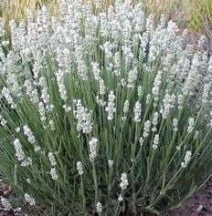 Bilde av Lavandula Edelweiss-Spanne Plantesalg
