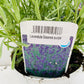 Bilde av LAVANDULA ESSENCE PURPLE-Spanne Plantesalg