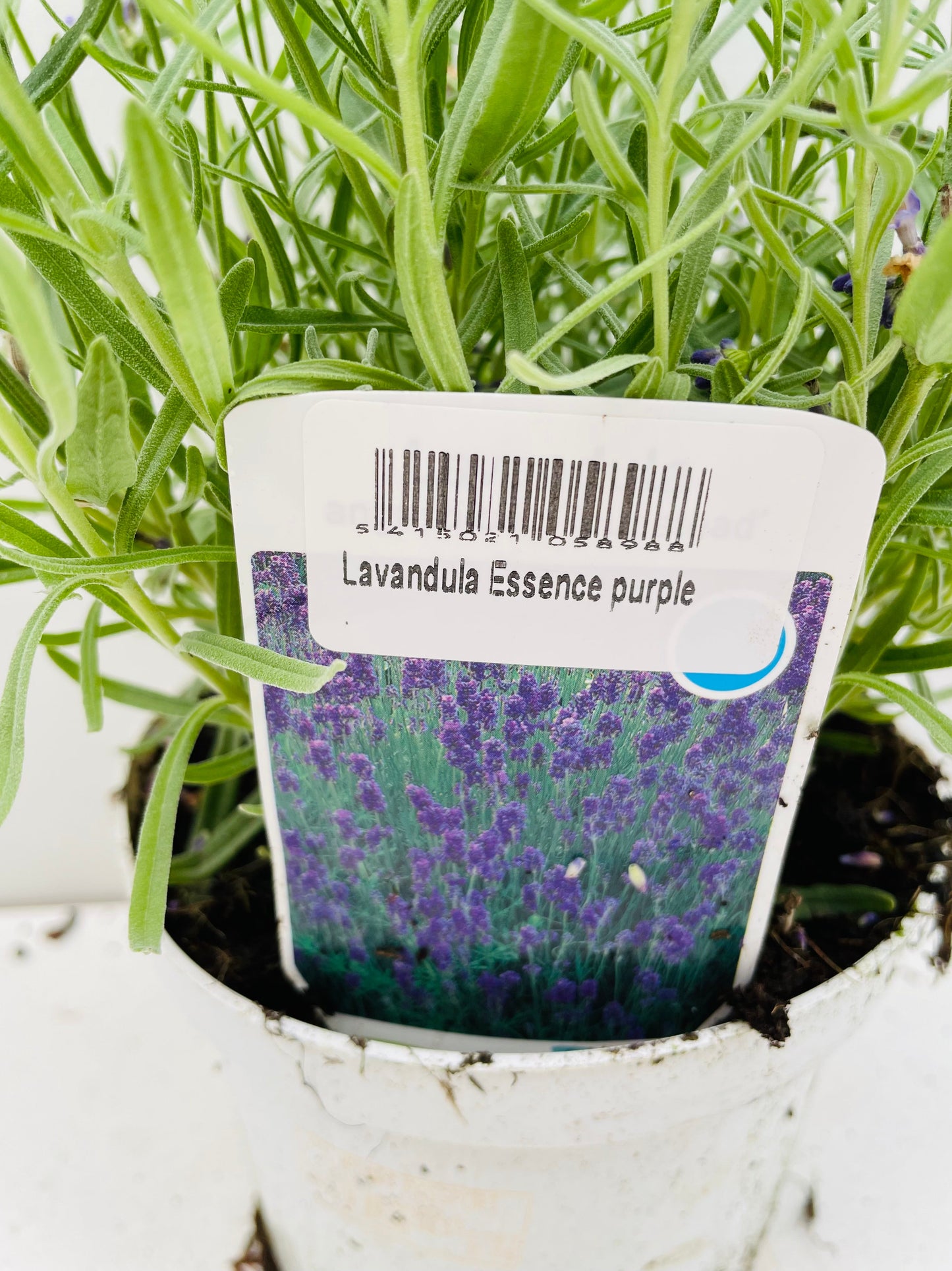 Bilde av LAVANDULA ESSENCE PURPLE-Spanne Plantesalg