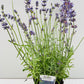 Bilde av LAVANDULA ESSENCE PURPLE-Spanne Plantesalg